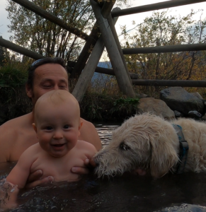 labradoodle swims with baby